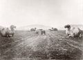China Ming Tombs Avenue Stone Figures Camels Statues Vtg. Photo 19thC.