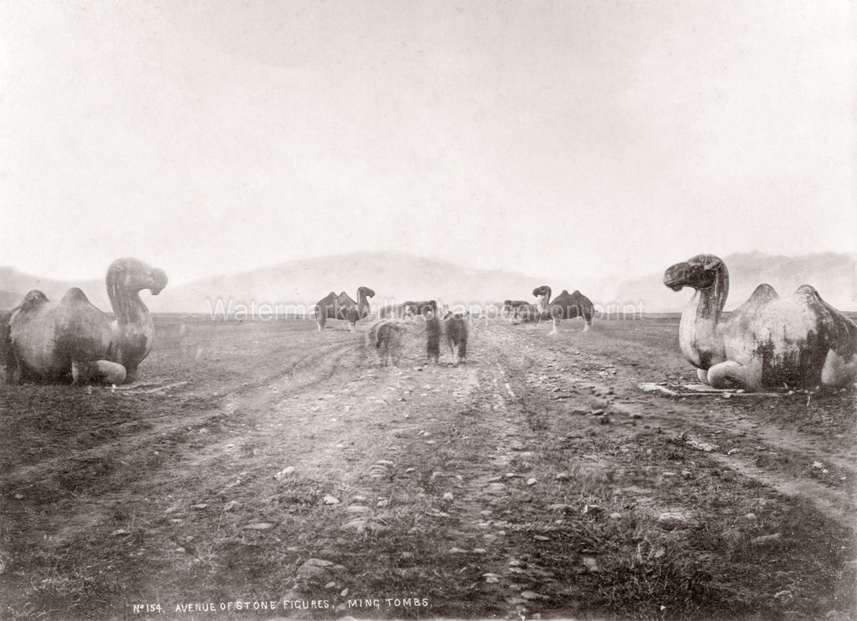 China Ming Tombs Avenue Stone Figures Camels Statues Vtg. Photo 19thC.