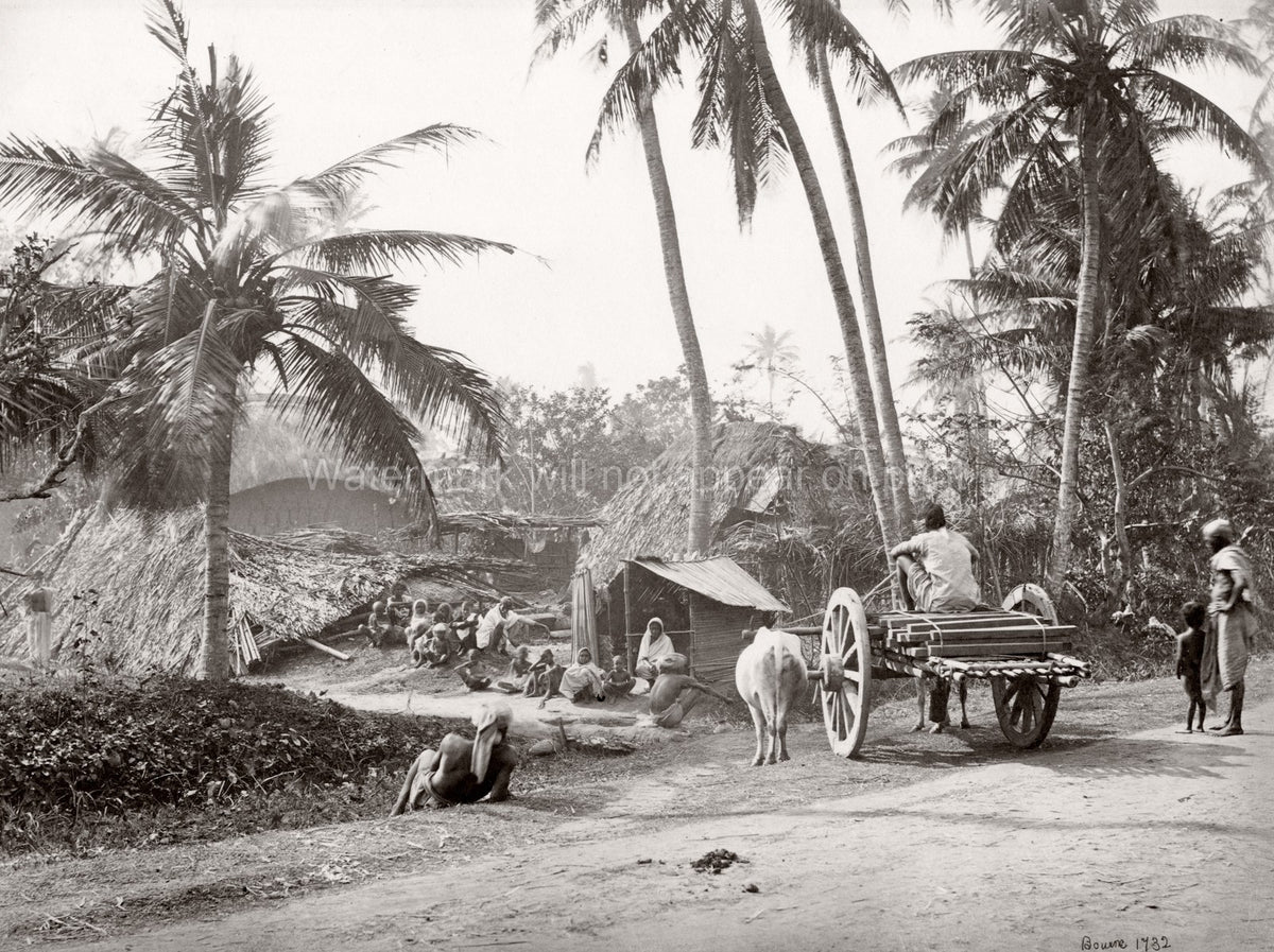 Bengal India Village Life Scene Palm Trees Huts Ox Cart Vtg. Photo 19thC.