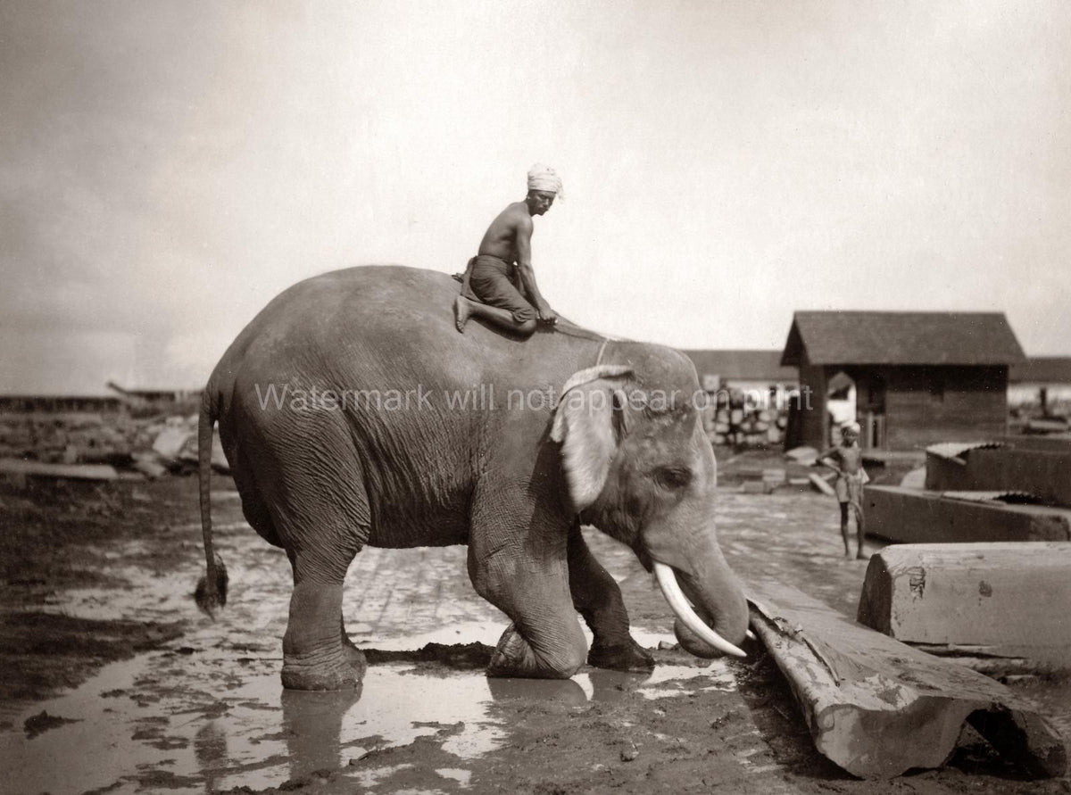 Burma Myanmar Working Elephant Mahout in Timber Yard Logging Vtg. Photo 19thC.