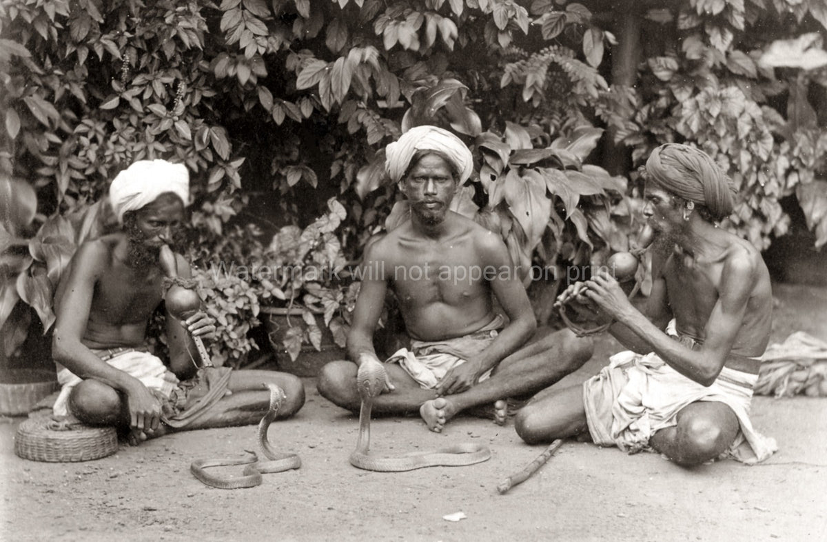 India Snake Charmers Men Cobras Musical Instruments Turbans Vtg. Photo 19thC.