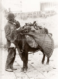 Sicily Italy Street Vendor Man Donkey Loaded Grapes Vtg. Photo 19thC.
