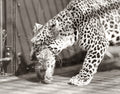 England 1st Leopard Cubs Mother Carrying Baby Big Cat Animal Vtg. Photo 20thC.