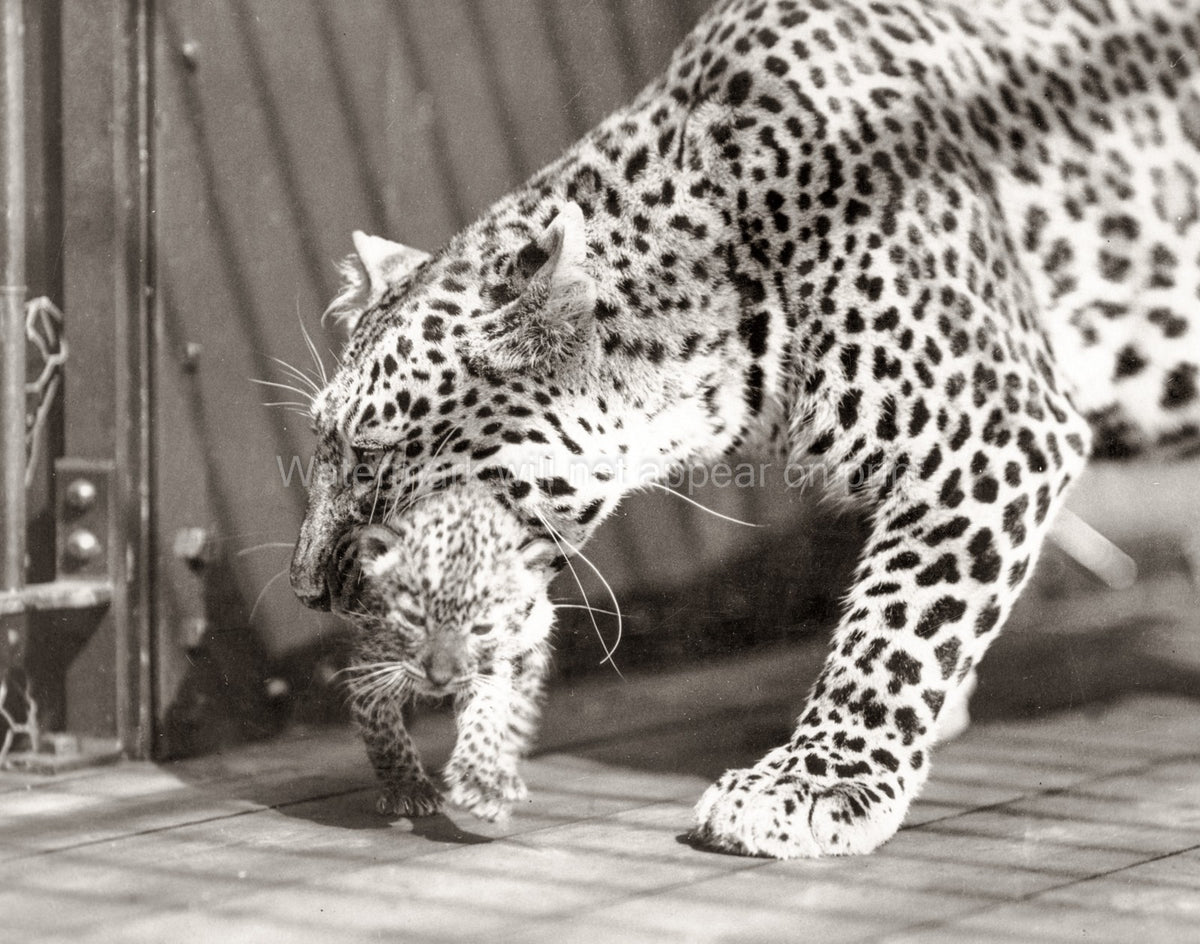England 1st Leopard Cubs Mother Carrying Baby Big Cat Animal Vtg. Photo 20thC.