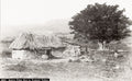 Cuba Yumuri Valley Native Palm Hut Rural Dwelling Countryside Vtg. Photo 19thC.