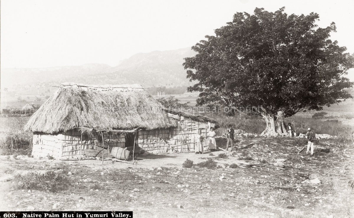 Cuba Yumuri Valley Native Palm Hut Rural Dwelling Countryside Vtg. Photo 19thC.