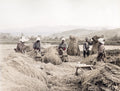 Japan Rice Harvesting Farmers Field Agriculture Rural Life Vtg. Photo 19thC.