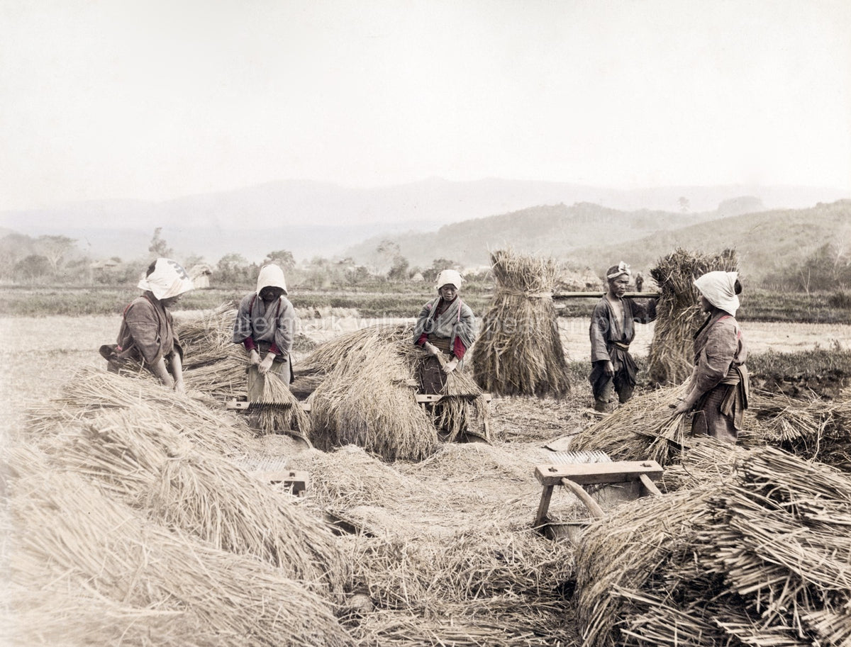 Japan Rice Harvesting Farmers Field Agriculture Rural Life Vtg. Photo 19thC.