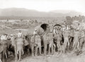 Burma Working Elephants Mahouts Tuskers Caravan Howdahs Vtg. Photo 19thC.