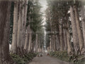 Avenue Cedar Trees Nikko Japan Forest Road Travelers Vtg. Photo 19thC.