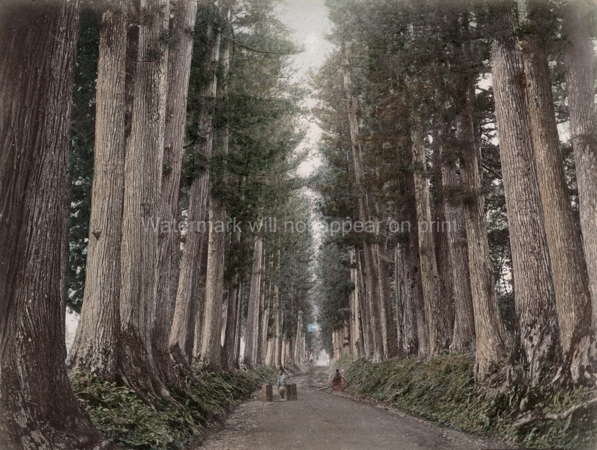 Avenue Cedar Trees Nikko Japan Forest Road Travelers Vtg. Photo 19thC.