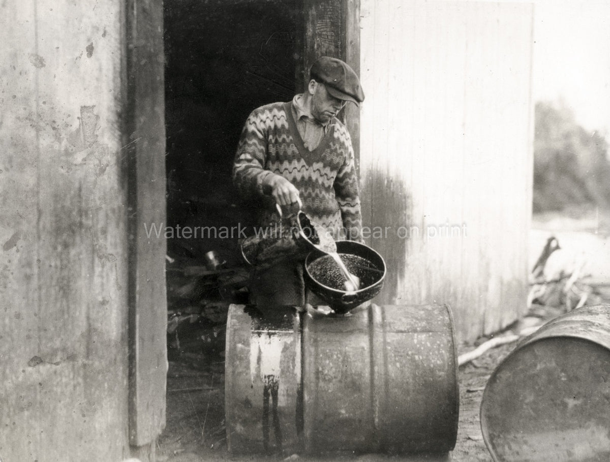 Canadian Whaling Industry Man Pouring Whale Oil Barrels Vtg. Photo 20thC.