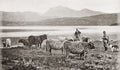 Scotland Farmer Highland Cattle Herders Loch Mountains Vtg. Photo 19thC.