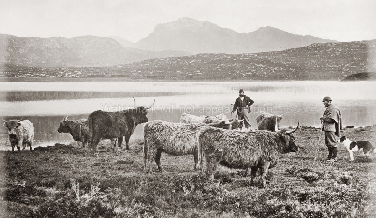 Scotland Farmer Highland Cattle Herders Loch Mountains Vtg. Photo 19thC.