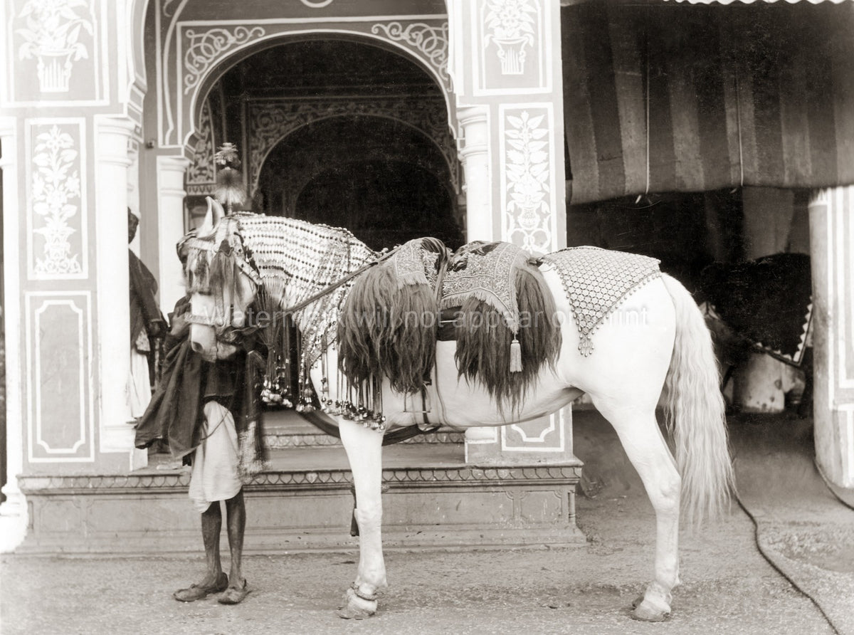 India Prince's Horse Ornate Saddlery Tack Groom Palace Vtg. Photo 19thC.