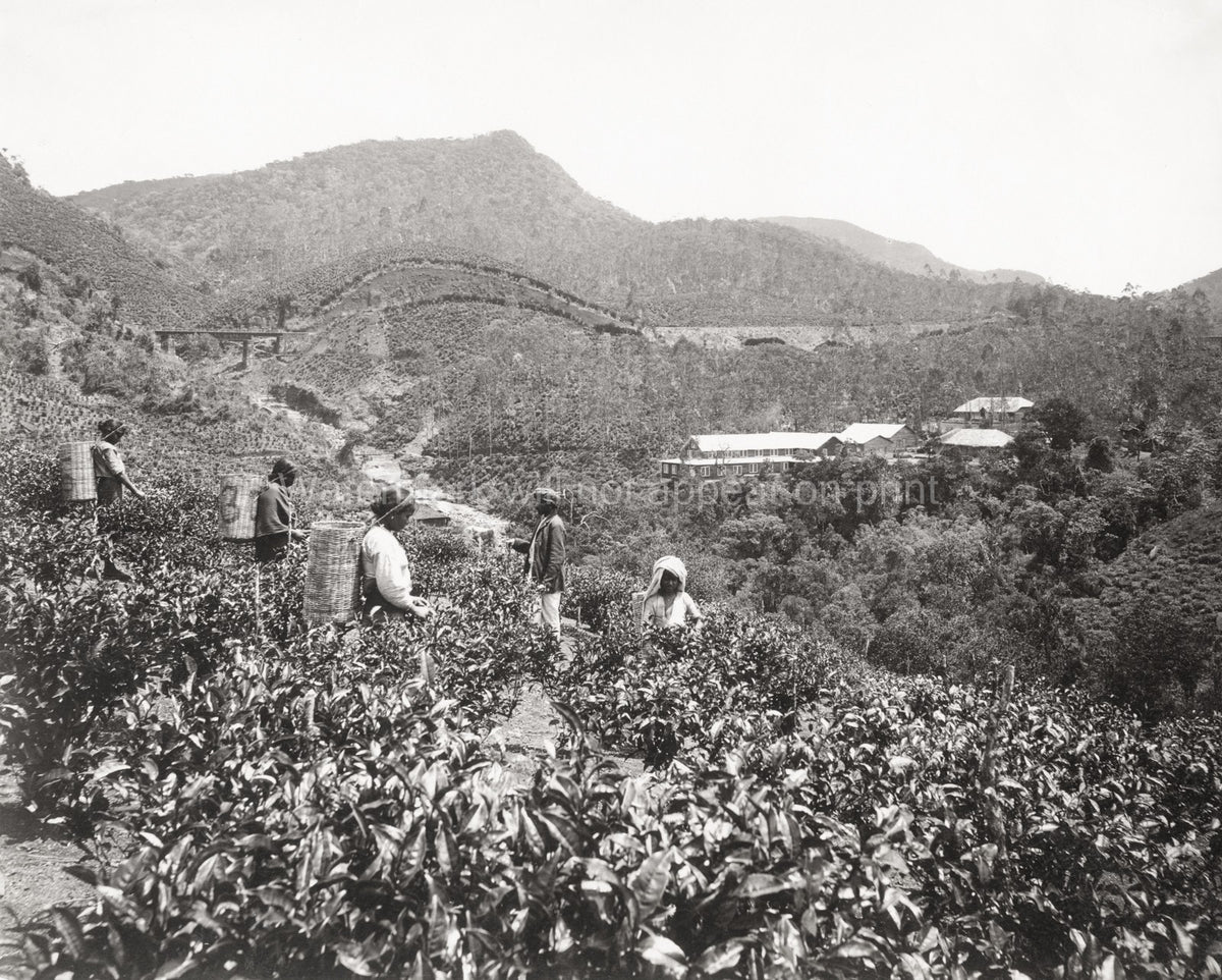 Ceylon Sri Lanka Tea Plantation Workers Picking Hills Vtg. Photo 19thC.