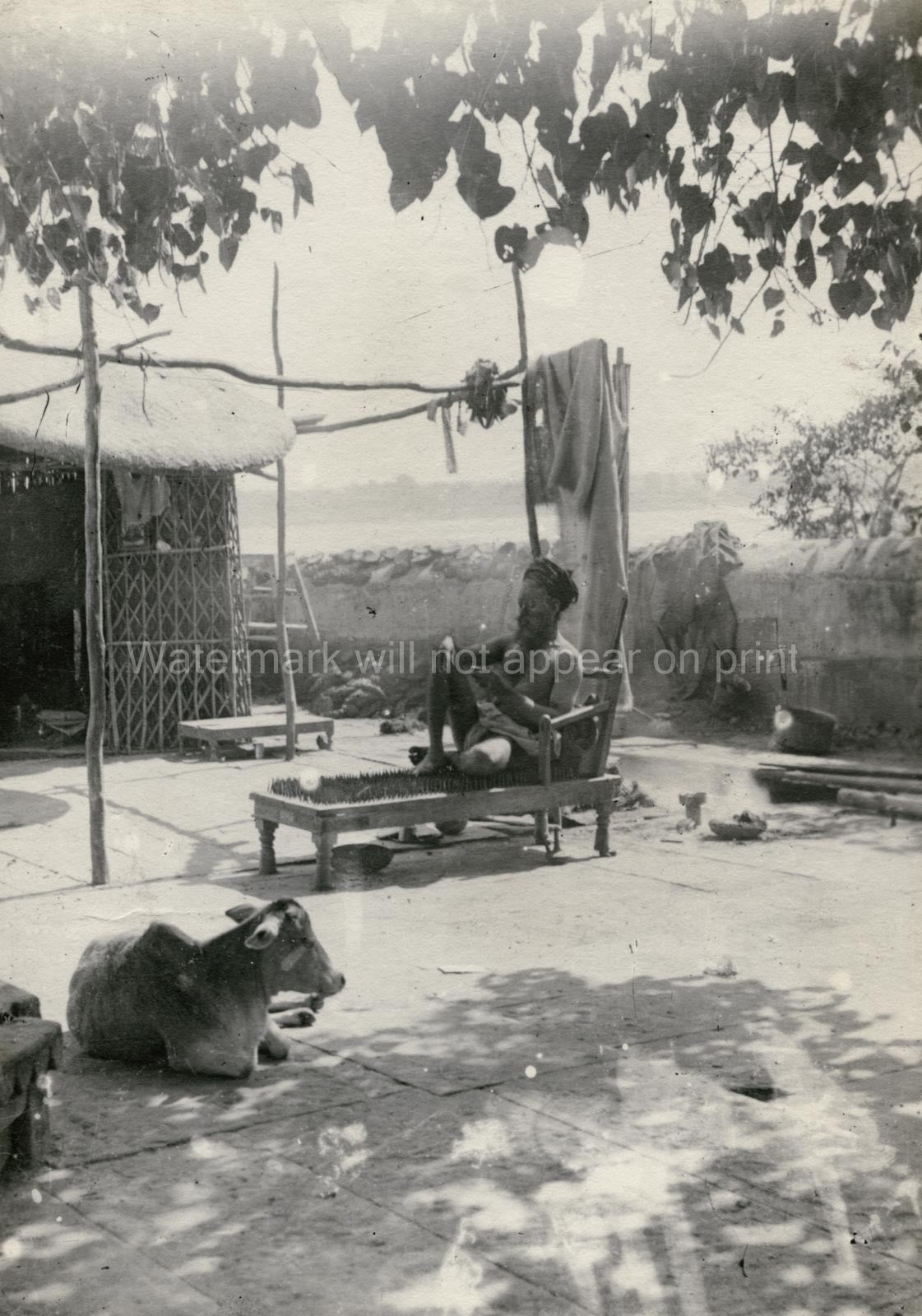 Indian Fakir Holy Man On Bed Of Nails Sadhu Cow Rural India Vtg. Photo 19thC.