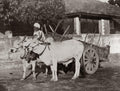 India Ox Cart Farmer Man Turban Rural Scene Cattle Yoke Vtg. Photo 19thC.