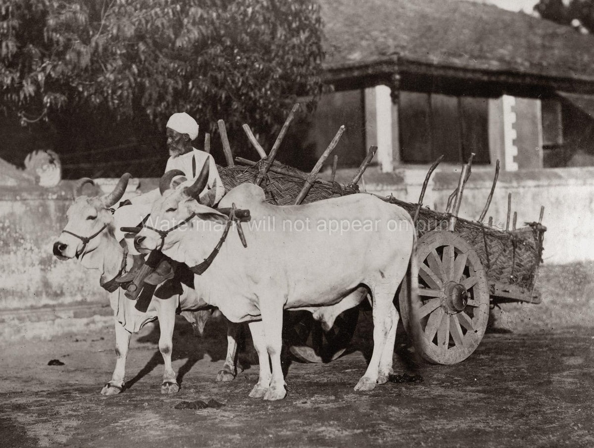 India Ox Cart Farmer Man Turban Rural Scene Cattle Yoke Vtg. Photo 19thC.