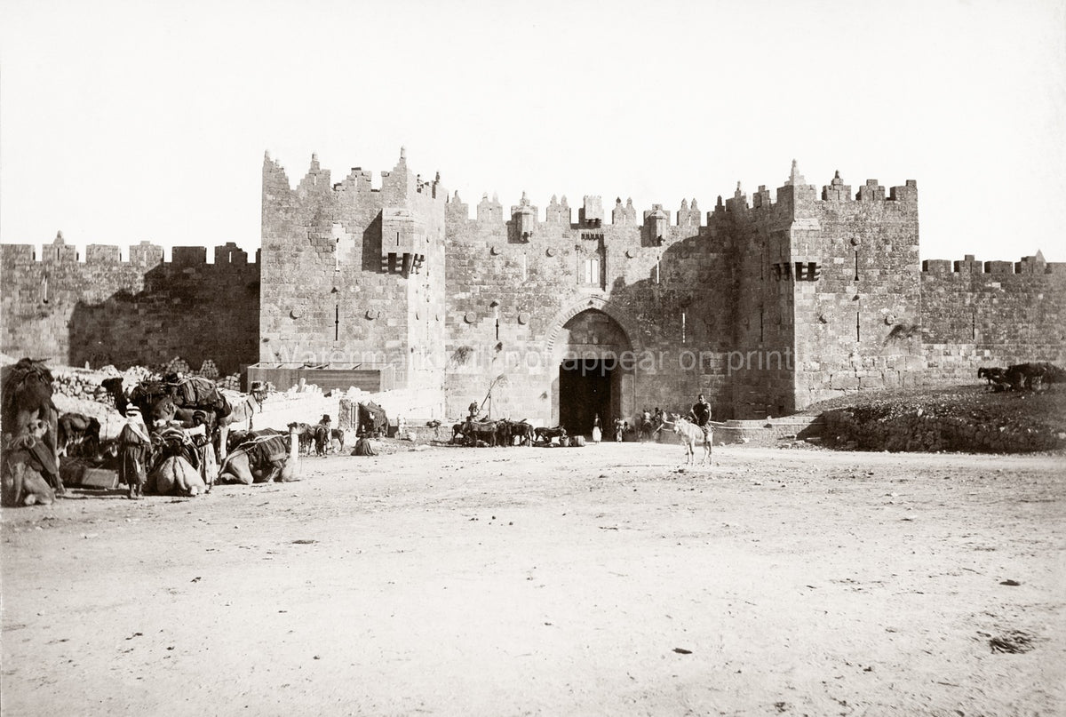 Damascus Gate Jerusalem Palestine Israel City Wall Camels Vtg. Photo 19thC.