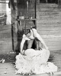 Australian Shearer Work Burrawong Station NSW Sheep Wool Vtg. Photo 19thC.