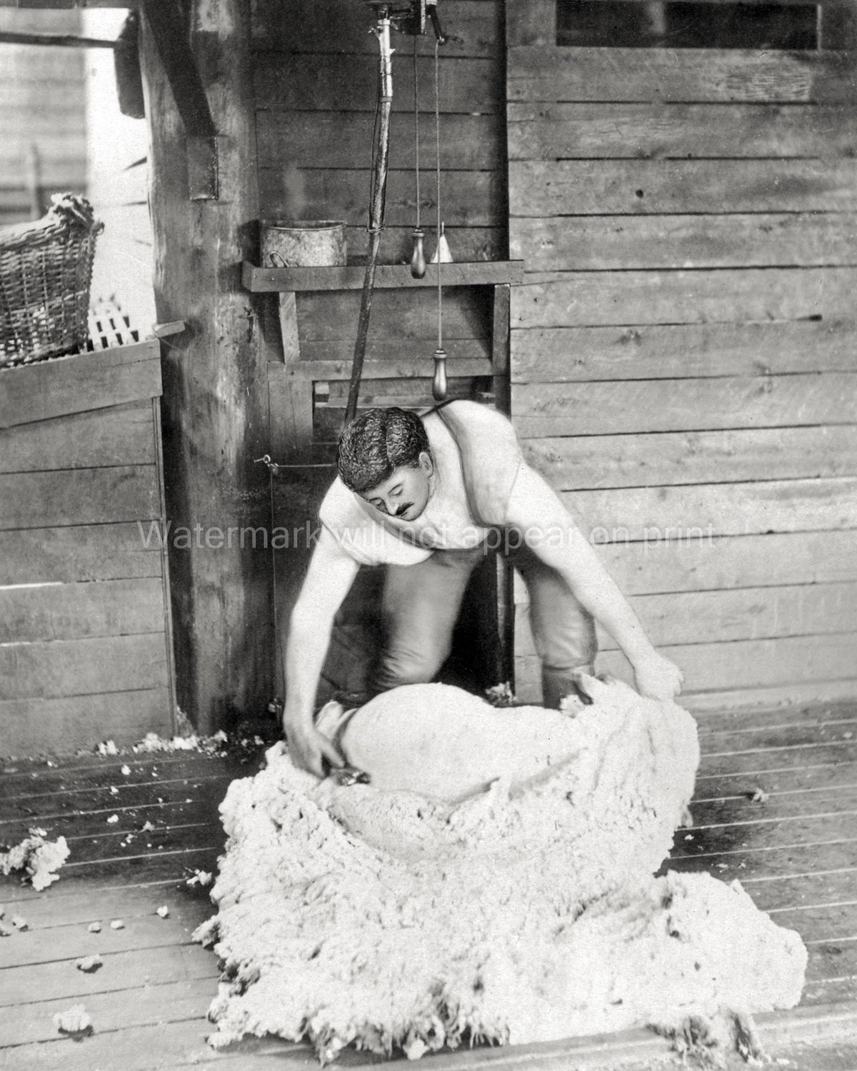 Australian Shearer Work Burrawong Station NSW Sheep Wool Vtg. Photo 19thC.