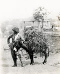 Caucasus Georgia Tiflis Armenian Driver Donkey w Load Vtg. Photo 19thC.