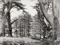 Cedars Lebanon Forest Ancient Gnarled Trees Nature Landscape Vtg. Photo 19thC.