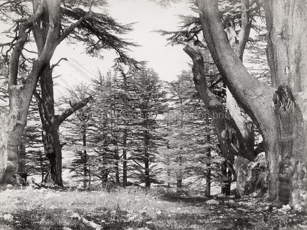Cedars Lebanon Forest Ancient Gnarled Trees Nature Landscape Vtg. Photo 19thC.