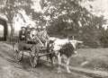 Canada Farming Farm Children Boys Ox Cart Rural Countryside Vtg. Photo 20thC.