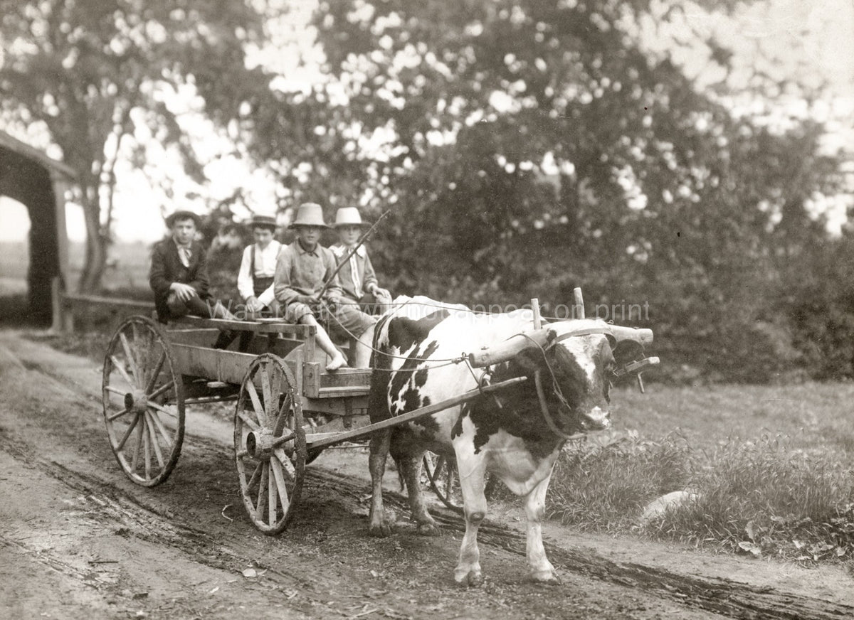 Canada Farming Farm Children Boys Ox Cart Rural Countryside Vtg. Photo 20thC.