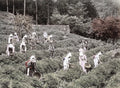 Japan Farm Workers Picking Tea Leaves Hillside Plantation Vtg. Photo 19thC.