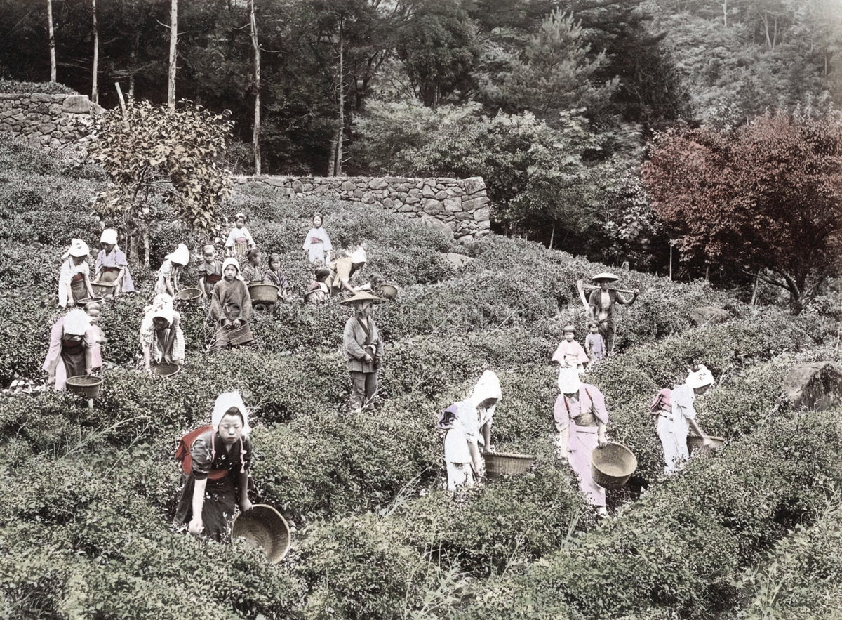Japan Farm Workers Picking Tea Leaves Hillside Plantation Vtg. Photo 19thC.