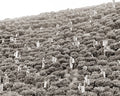 India Tea Plantation Workers Picking Leaves Harvest Hillside Vtg. Photo 19thC.