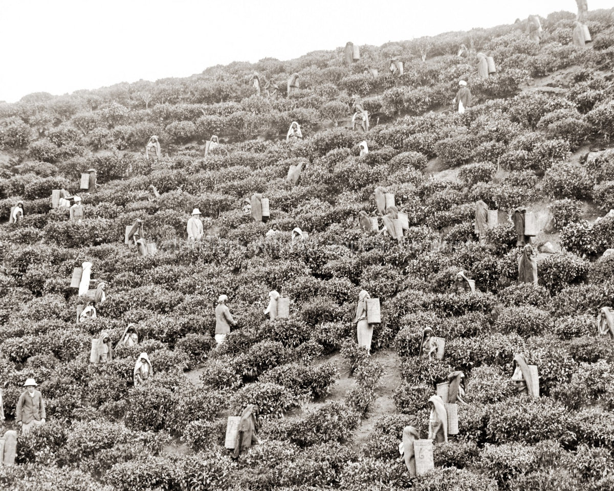 India Tea Plantation Workers Picking Leaves Harvest Hillside Vtg. Photo 19thC.