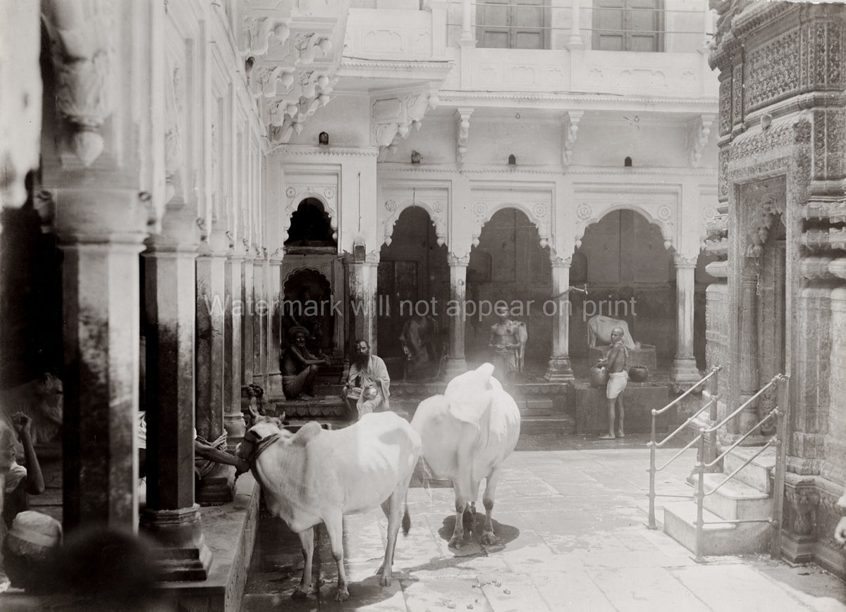 India Temple Complex Sacred Cows Cattle Hindu Priests Vtg. Photo 19thC.