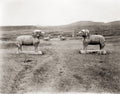 Peking China Ming Tombs Spirit Road Stone Animal Statues Rams Vtg. Photo 19thC.