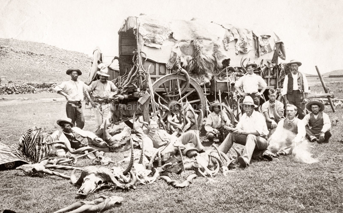 South Africa Big Game Hunters Trophies Guns Wagon Skulls Vtg. Photo 19thC.