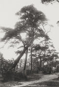Constable's Fir Hampstead Heath London Pine Trees Nature Path Vtg. Photo 19thC.