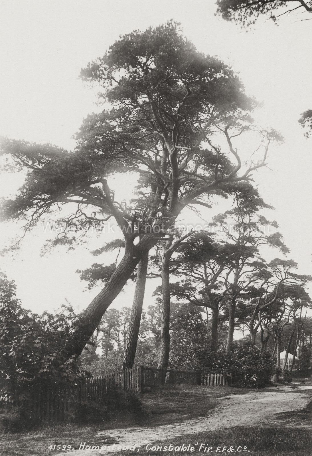 Constable's Fir Hampstead Heath London Pine Trees Nature Path Vtg. Photo 19thC.