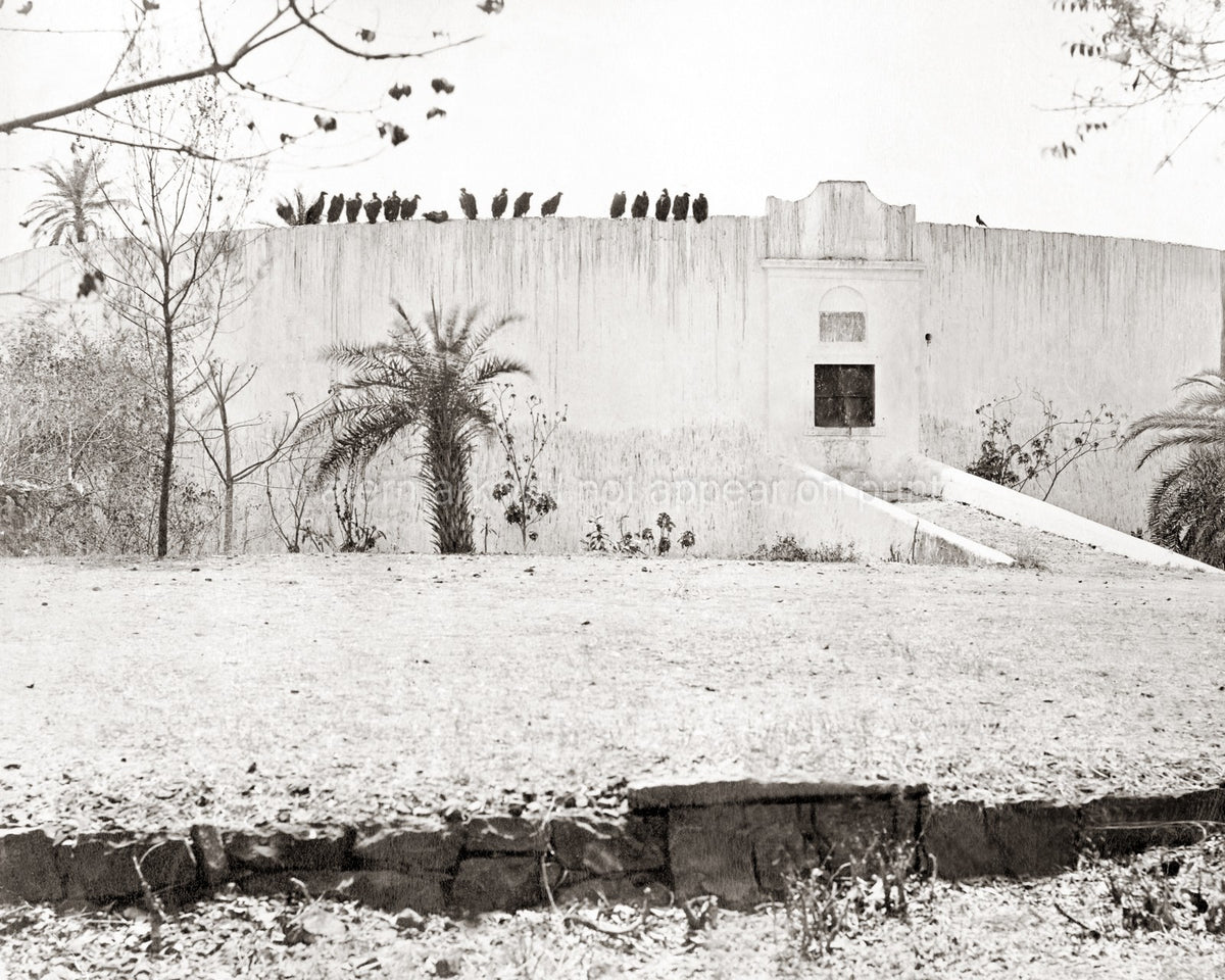 Parsi Tower Silence Bombay Vultures Birds Dakhma Wall Mumbai Vtg. Photo 19thC.