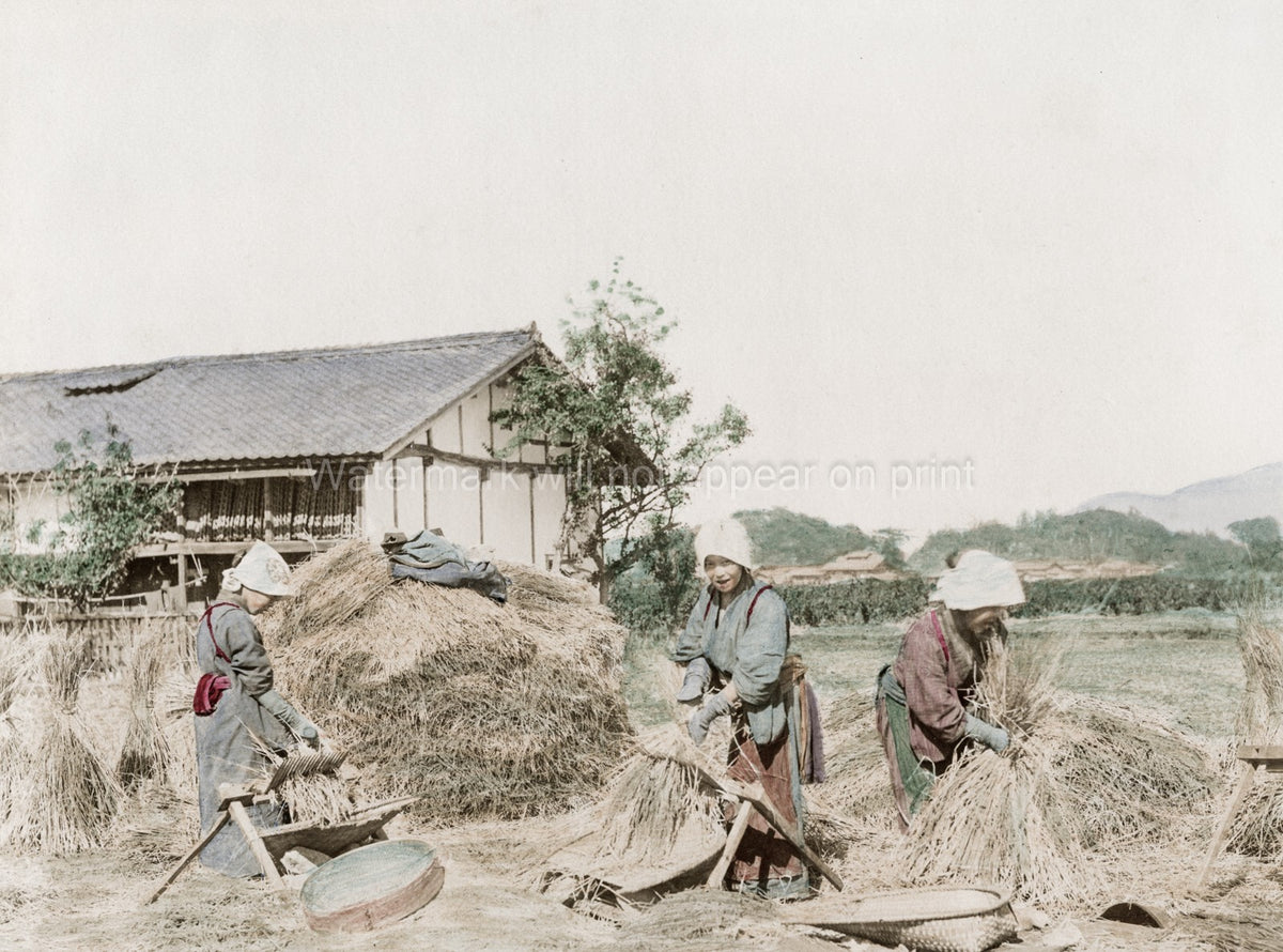 Japanese Farm Workers Stripping Rice Grains Rural Harvest Vtg. Photo 19thC.