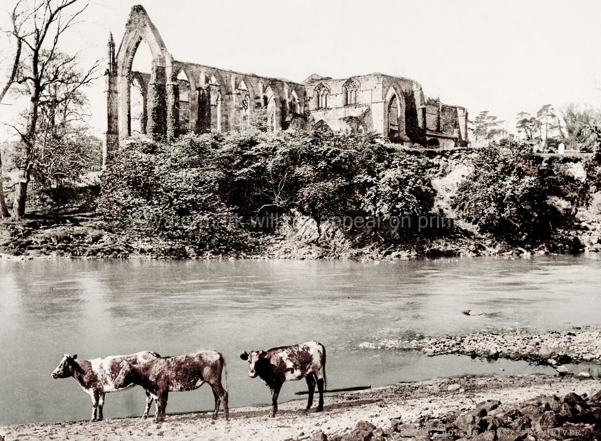 Bolton Abbey England River Wharfe Gothic Ruins Cows Landscape Vtg. Photo 19thC.