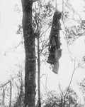 WW1 German Overcoat Hanging Tree France Battlefield War Tattered Vtg. Photo