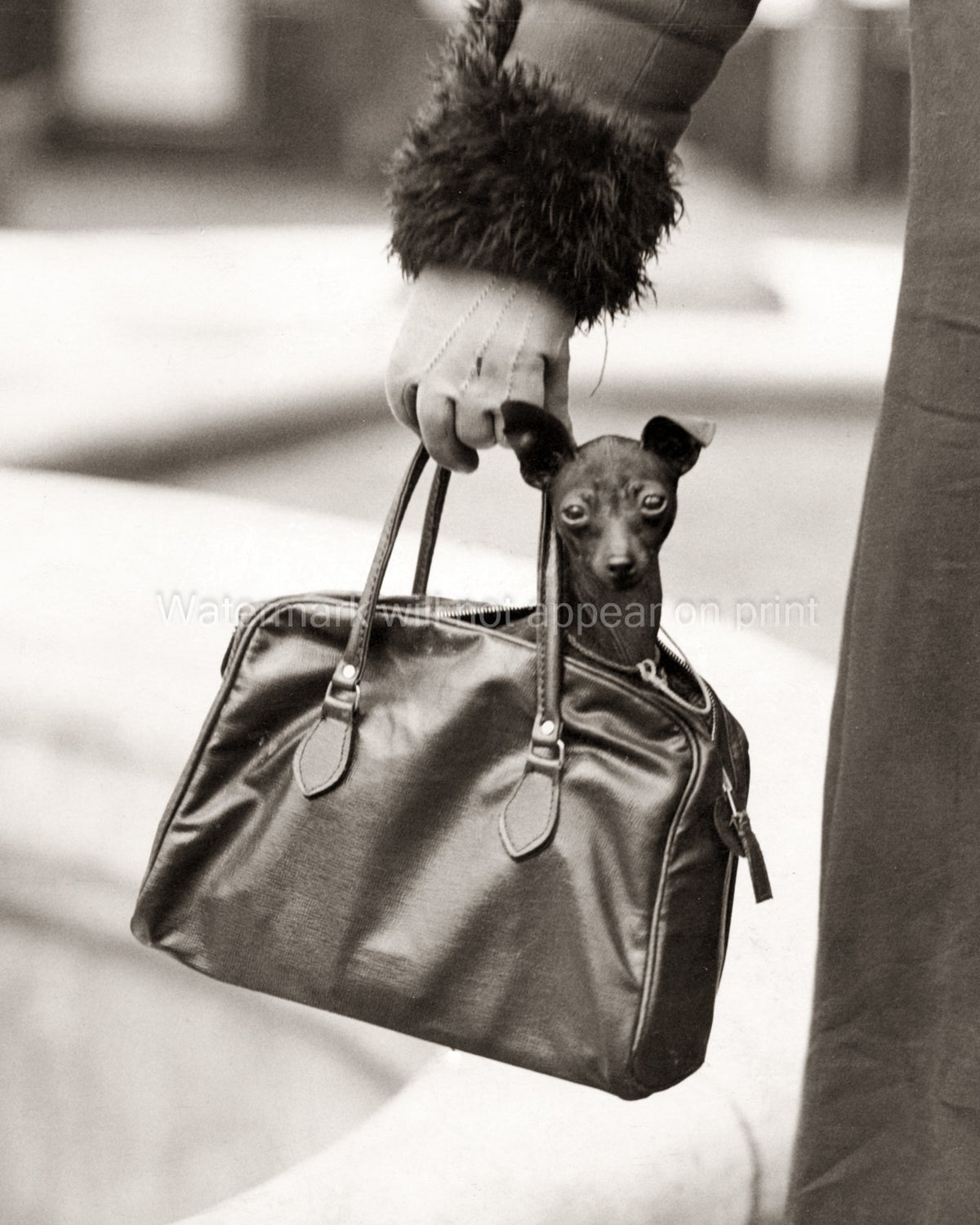London Woman Carries Cute Dog Handbag Pet Fashion Street Vtg. Photo 20thC.