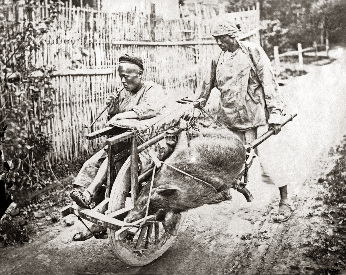 China Wheelbarrow Transporting Pig Men Farmers Rural Labor Vtg. Photo 19thC.