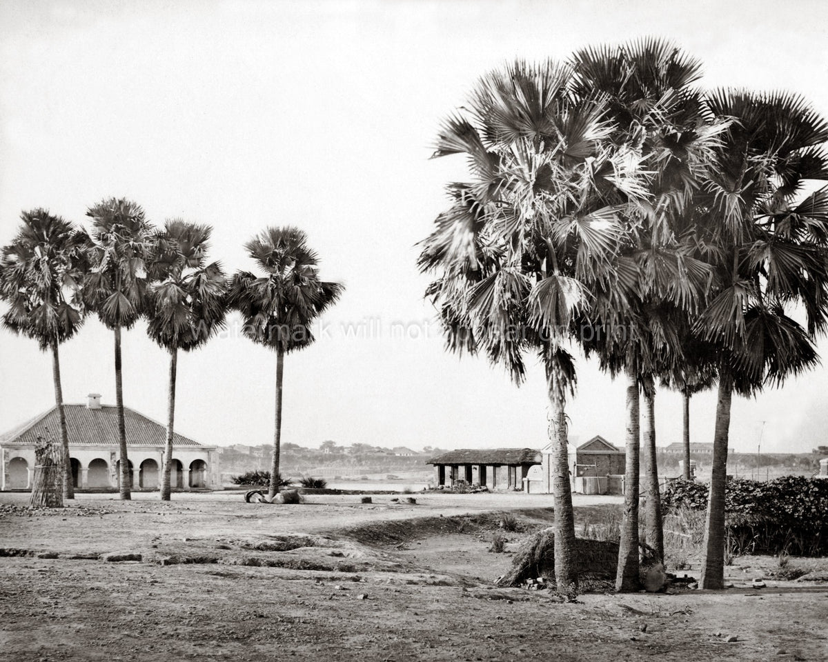 Benares Varanasi India Palm Trees Landscape Riverfront View Vtg. Photo 19thC.