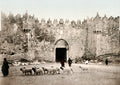 Jerusalem Herod's Gate City Wall Shepherd Sheep Israel Vtg. Photo 19thC.