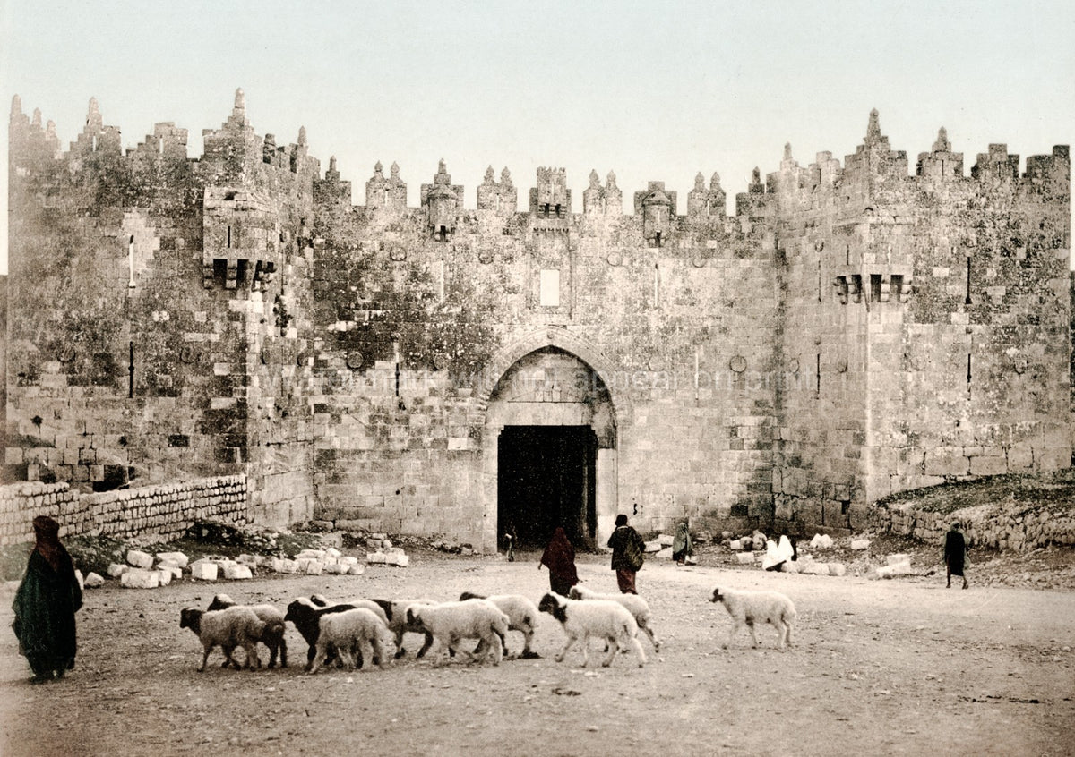 Jerusalem Herod's Gate City Wall Shepherd Sheep Israel Vtg. Photo 19thC.