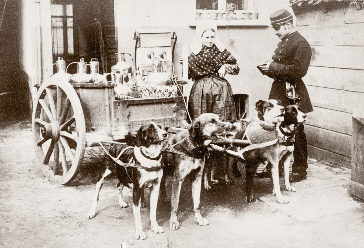 Belgium Milk Maid Dog Cart Policeman Working Dogs Delivery Vtg. Photo 19thC.